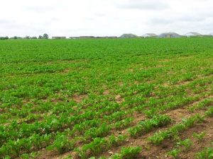 The People's Mosquito Project 11 The crash site where RL249 came to rest is now a farmer's field. This view is looking towards the former RAF Coltishall, with some of the old airfield buildings in the distance. (photo via The People's Mosquito)