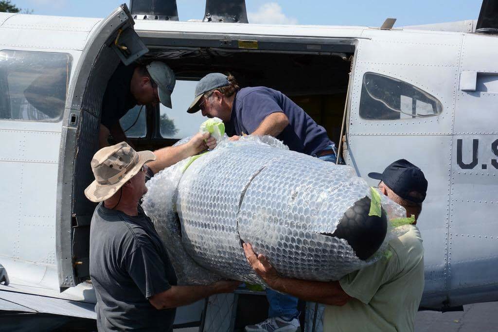 138th Aviation Company Memorial - July, 2016 Update 13 Retrieving one of the wingtip radomes from storage inside the fuselage. (Photo by Craig Landfield)