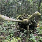 Echoes of War in the Jungle: Two WWII Corsairs Unearthed on Espiritu Santo 11 Echoes of War in the Jungle Two WWII Corsairs Unearthed on Espiritu Santo